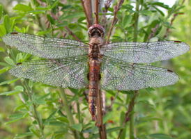 Spot-winged